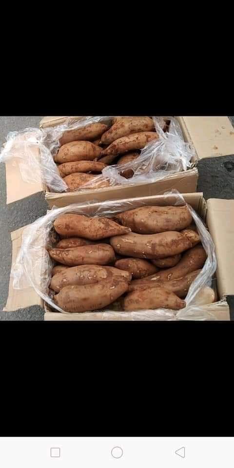 Khoai sâm đất 1kg giòn ngọt