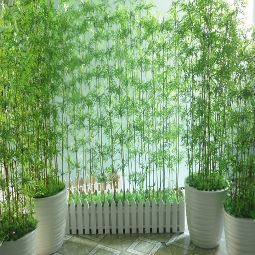 Cây giống trúc quân tử,cao 2m,cam kết giống chuẩn loại 1