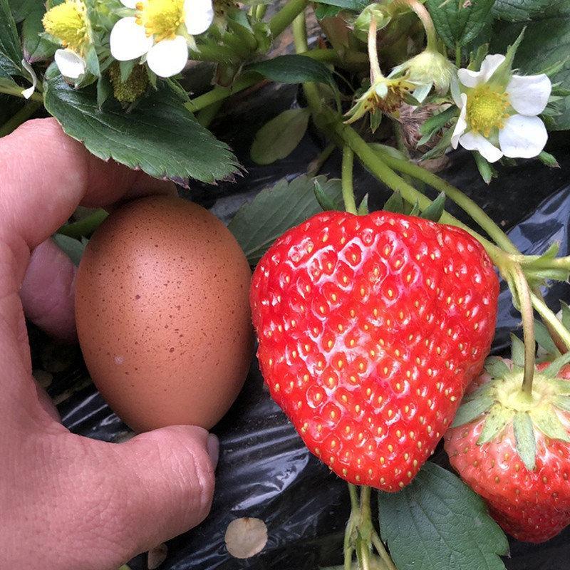 Giant strawberry seeds