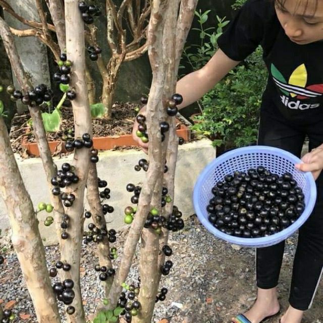 Nho Thân Gỗ - Cây Giống Như Hình