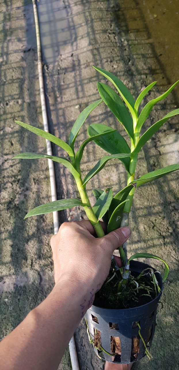 denro nắng susan đỏ chậu f12 đứng đọt cho hoa