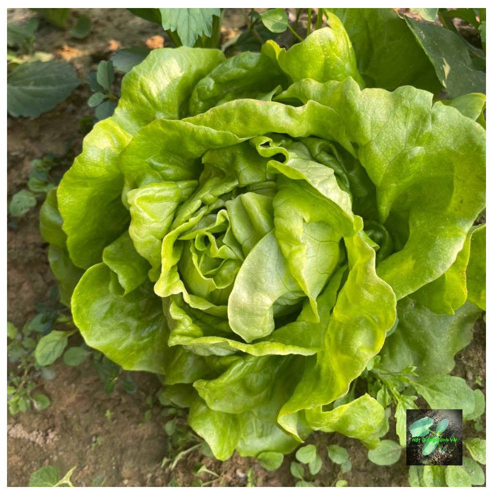 [Seeds] Hạt giống xà lách búp RD45, đóng gói 5gr (khoảng 2500 hạt)