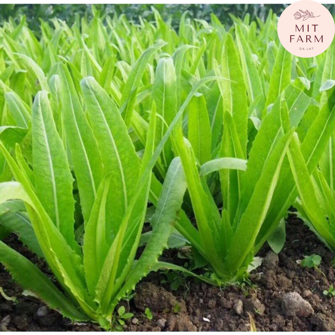 Hạt giống Rau diếp thơm (Xà lách lá nhọn)
