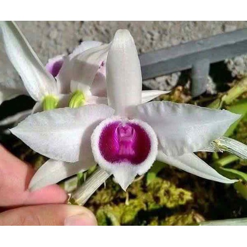 Phi điệp 5ct họng tím giống