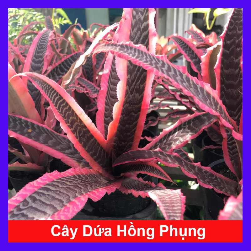 Cây Dứa Hồng Phụng - Cây dứa đuôi phụng