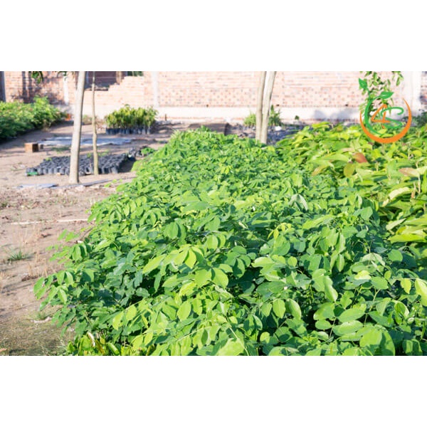 Cây Gõ Đỏ thuần chủng f1 (cây giống bảo hành )