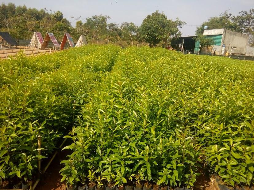 Cây Vối nếp- chiều cao 40-50cm