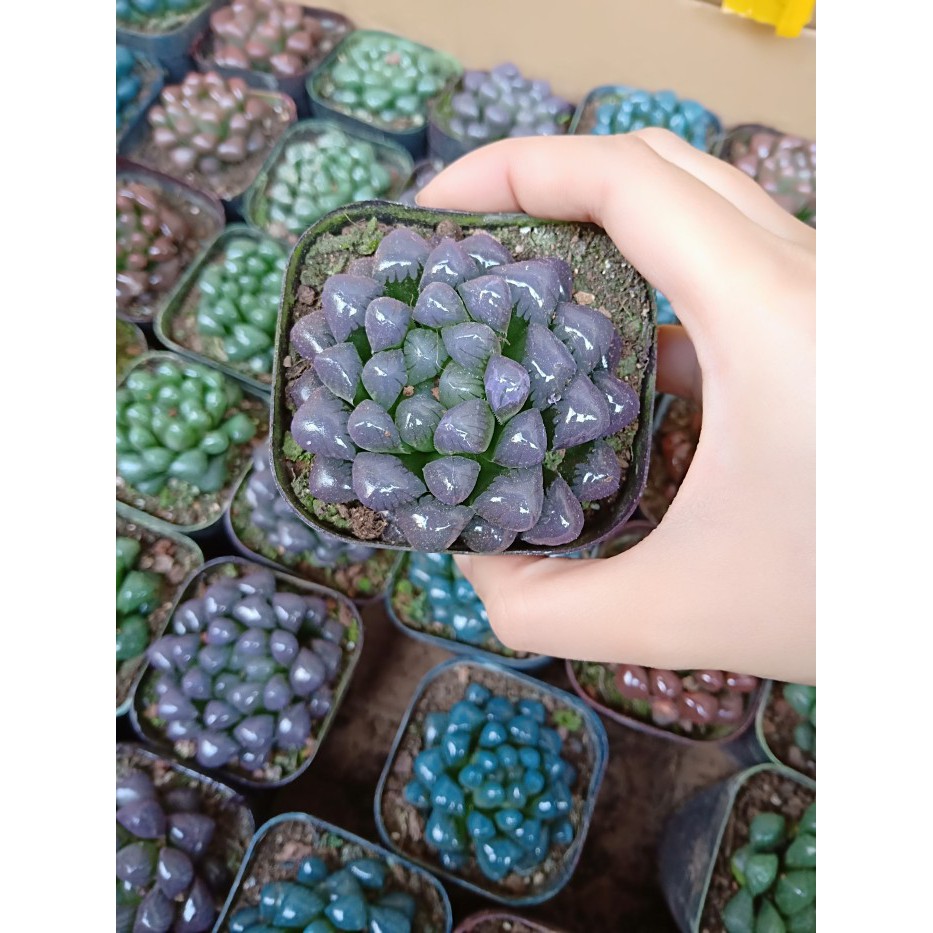 Hạt giống Hoa Sen đá 20 Hạt