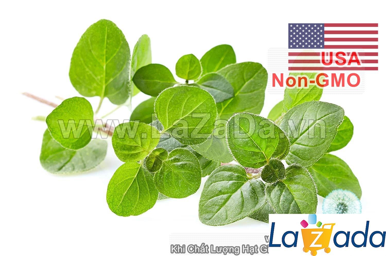 1Gr 10k Hạt Giống Oregano Kinh Giới Tây (B3.102| C25*X31*M205)