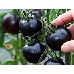 Hạt giống cà chua đen pha đỏ 5hạt/ gói