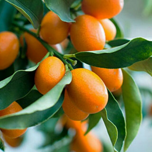 Cây giống quất ngọt, cây quất ngọt thái lan nhập khẩu