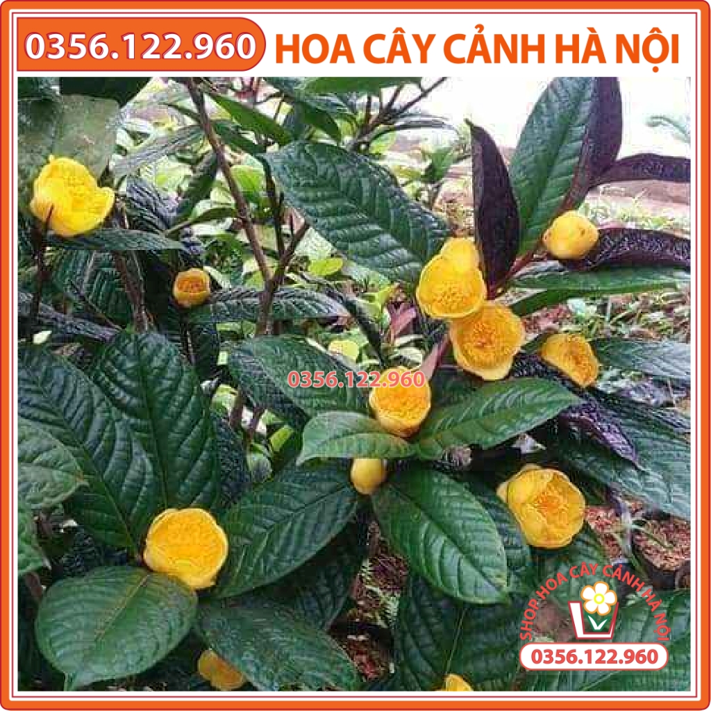 Cây giống cây trà hoa vàng trồng hạt - cây chè hoa vàng giống chuẩn chất lượng