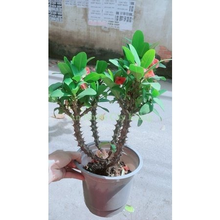 Xương Rồng Bát Tiên Có Hoa