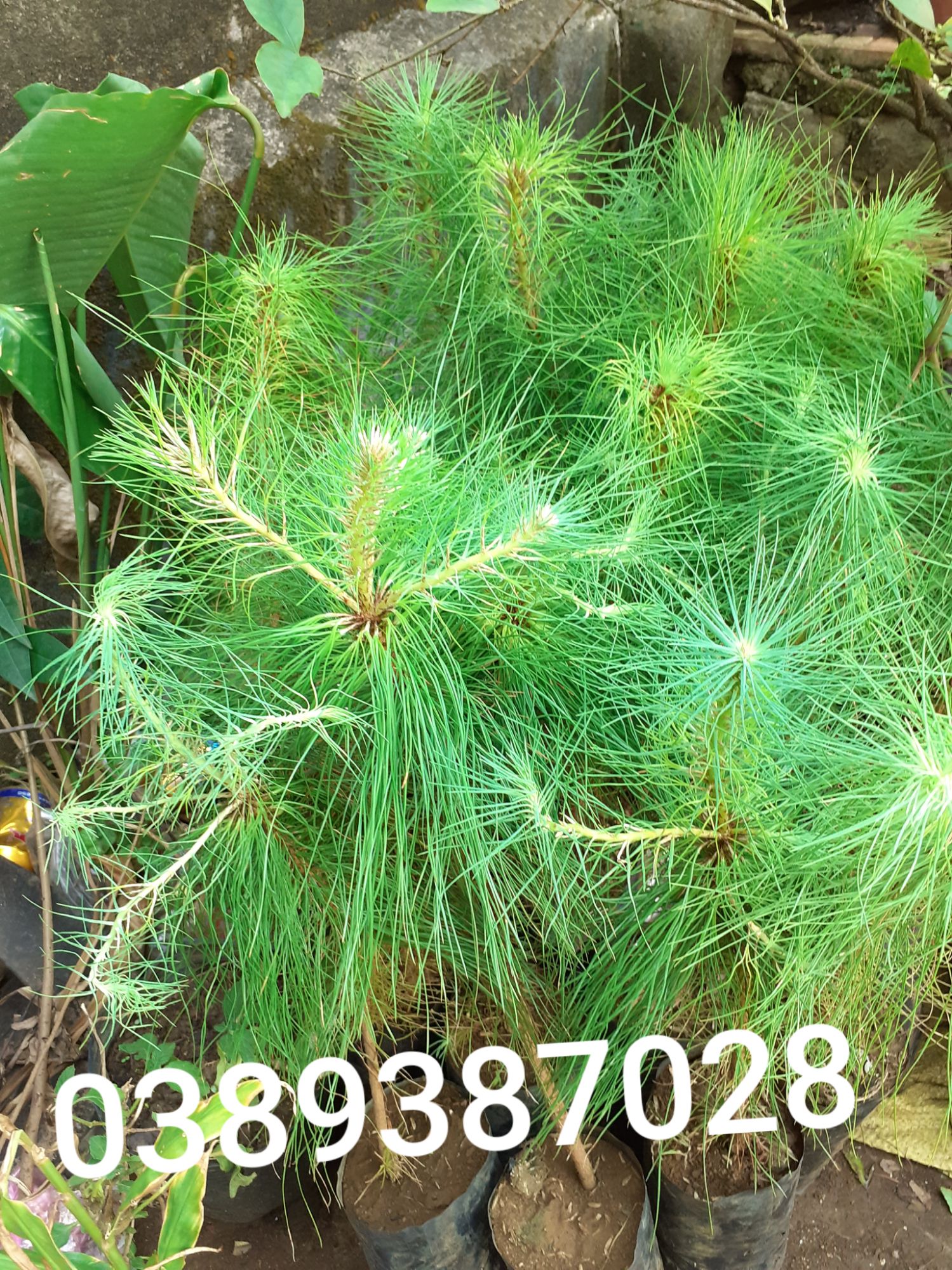 3 cây thông như hình cao khoảng 40cm
