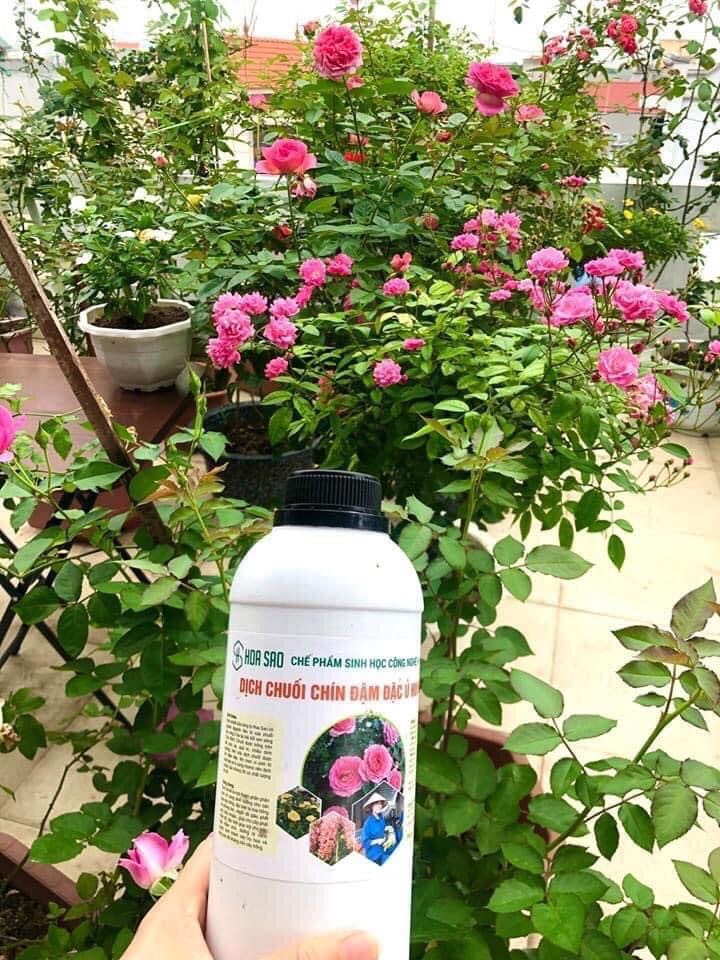 Dịch chuối chín đậm đặc dùng cho cây