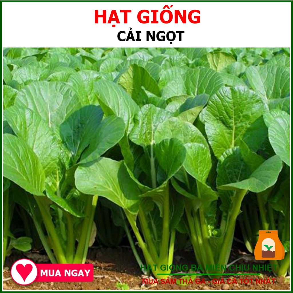 20 gram bịch hạt giống cải ngọt rạng đông