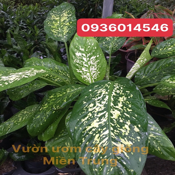 Cây Vạn niên thanh