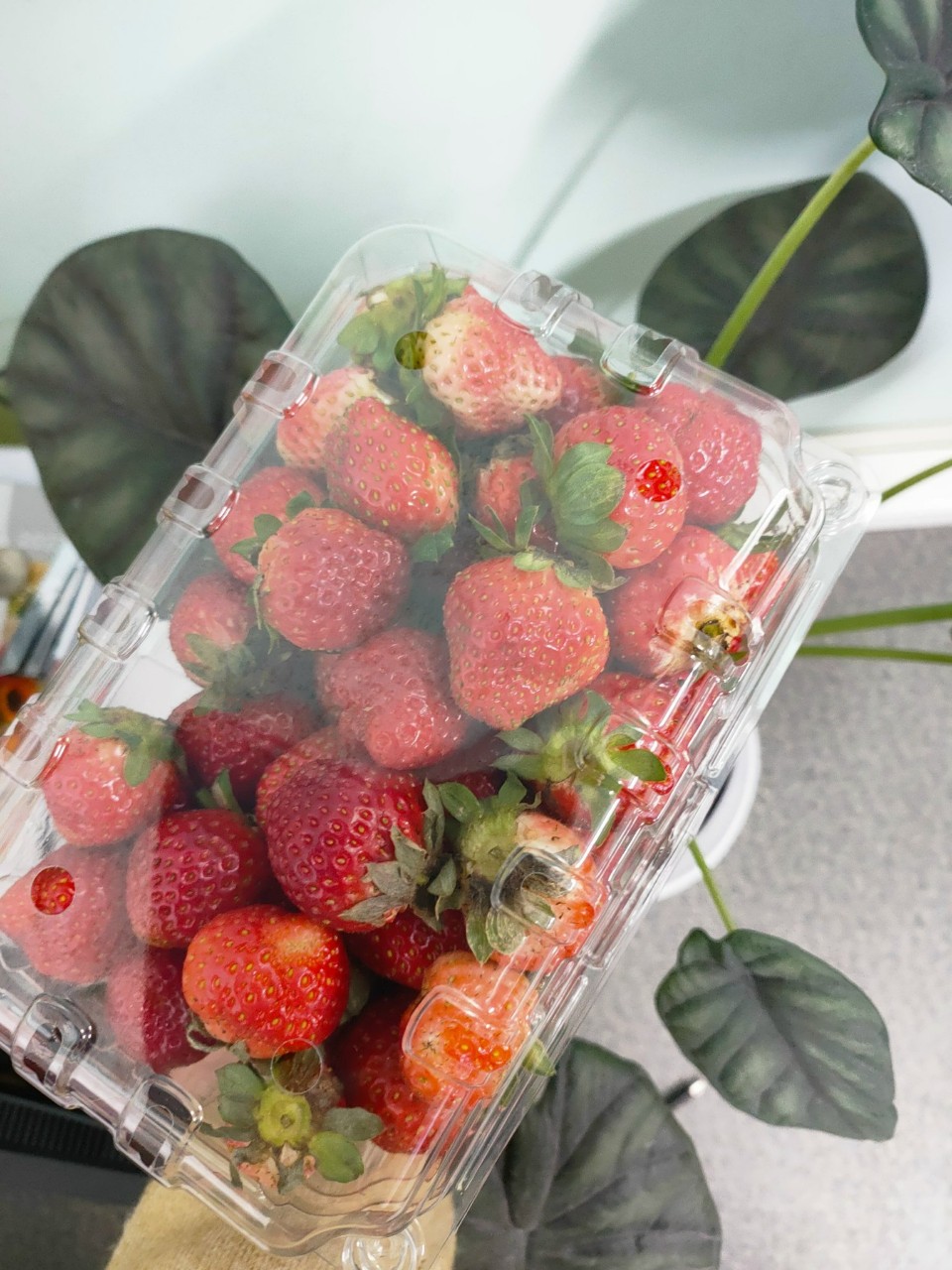 Fresh Strawberry (Origin of Produce: Dalat)