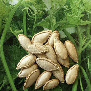 [HCM]20 Hạt giống bí ngọn siêu ngọn