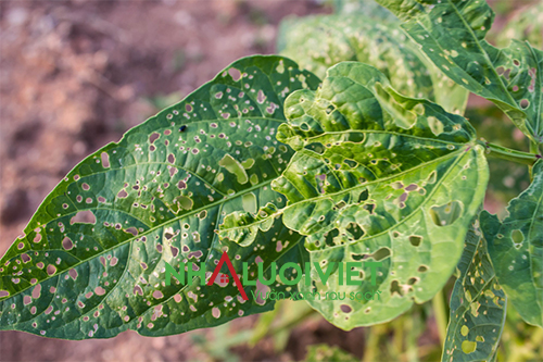 ACTINO VATE 1SP - TRỪ BỆNH SINH HỌC