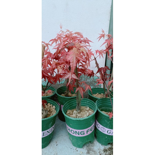 Phong Lá Đỏ