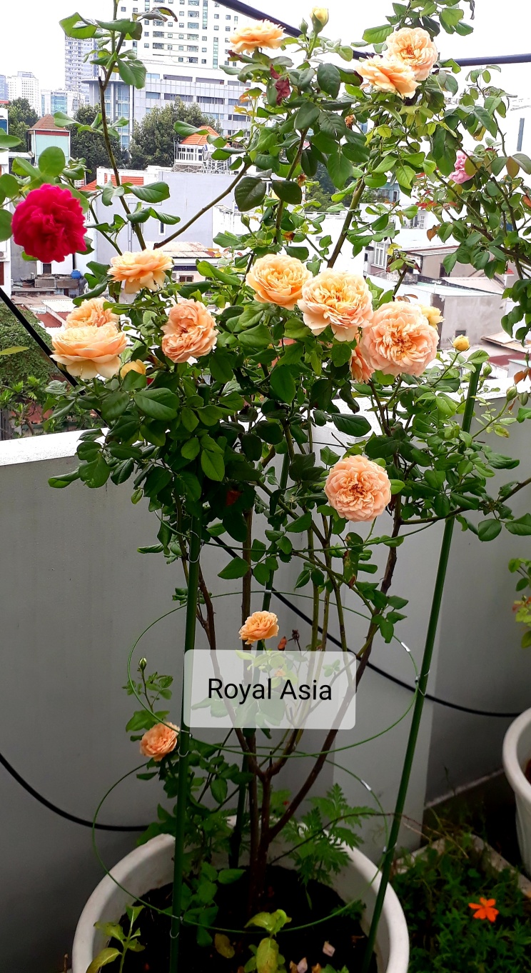 [HCM]Khung đỡ hoa cây leo đa năng cao 120 cm