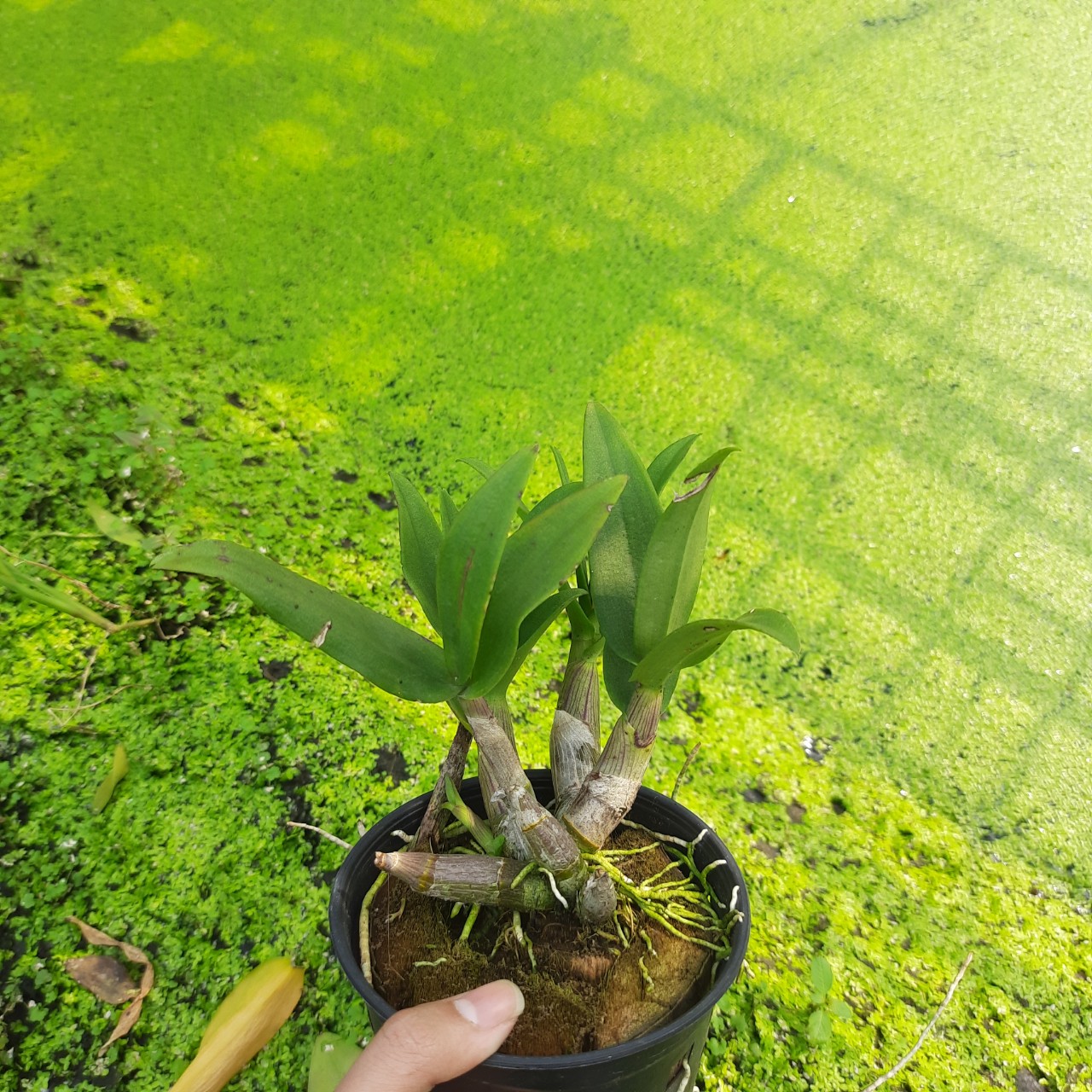 Denro Mini Chớp chuẩn mặt hoa