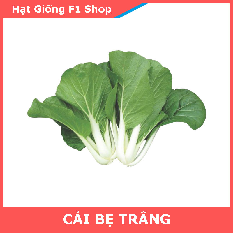 Hạt Giống Cải Bẹ Trắng Bẹ Lớn Dày 20 Gam