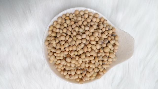500Gram Đậu Nành Đăklăk Giống Thuần