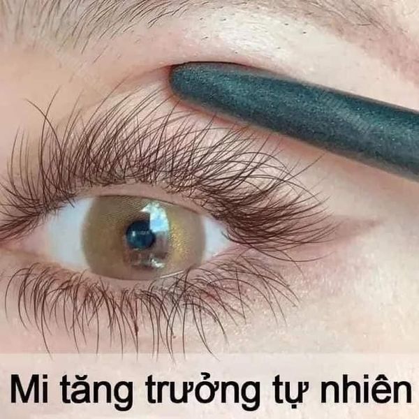 CHUỐT MI DẦU DỪA BẾN TRE