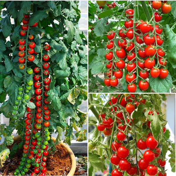 Hạt giống cà chua bi chùm đỏ (cà chua chuỗi ngọc)