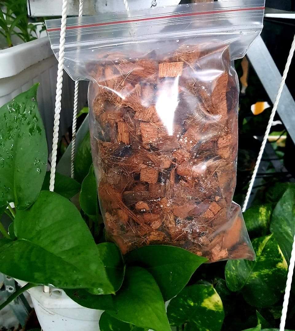[HCM]Dừa viên nhỏ dùng trồng cây kiểng lá