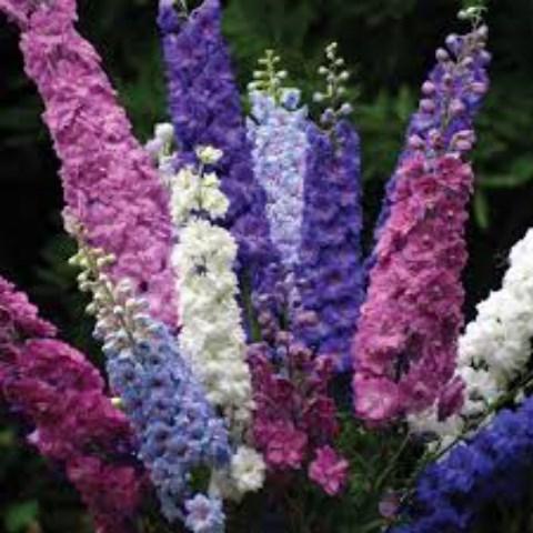 Túi 100 hạt  Hoa Phi Yến( Violet) Mix - Dễ Trồng - Năng Xuất Cao - Giá Khuyến Mại - Kèm Quà Tặng.