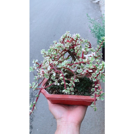 Cây Cành Vàng Lá Ngọc Cổ Thụ