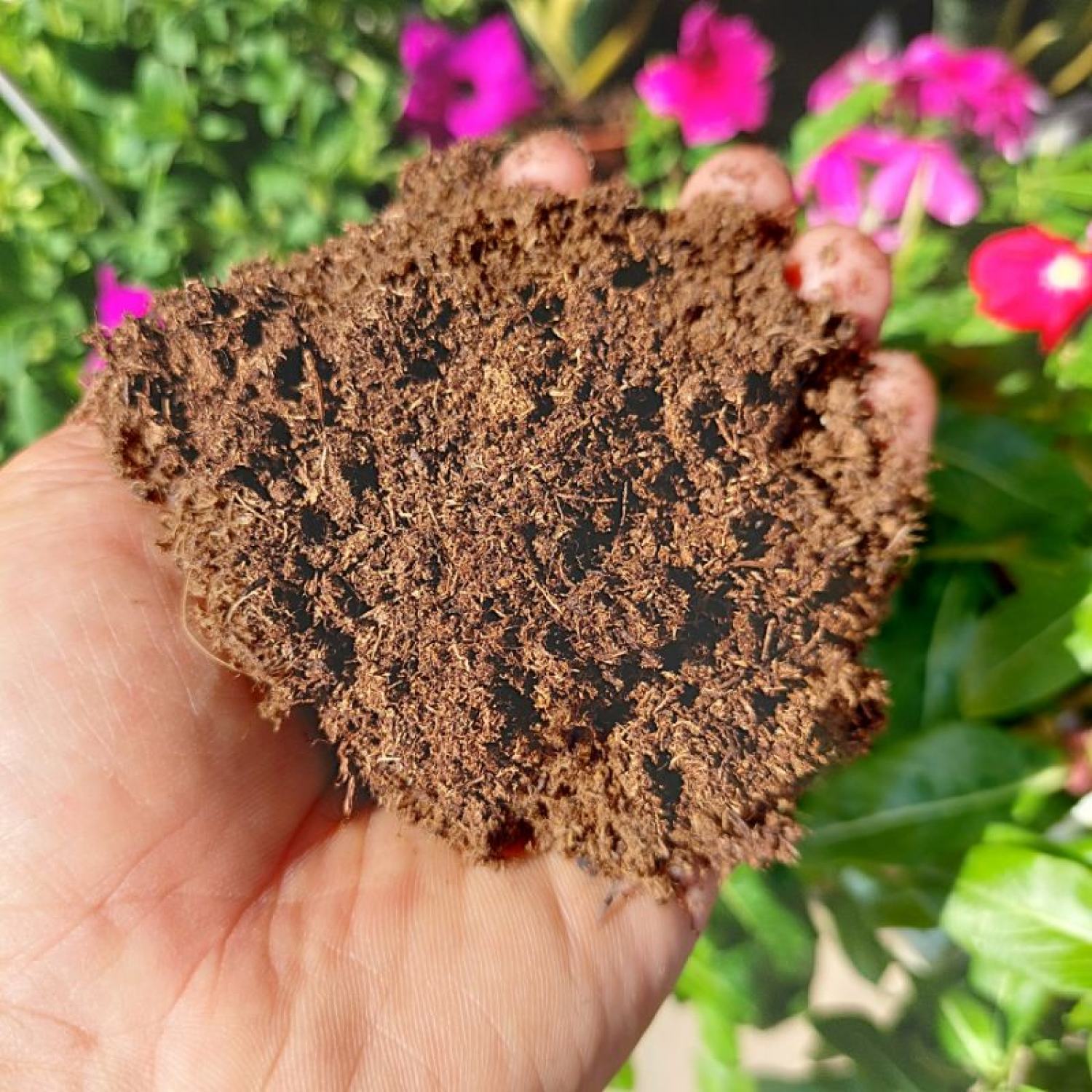Peat moss 100gram, thành phần giá thể ươm giống, trộn đất