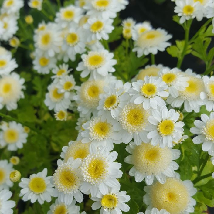 Hạt giống hoa Cúc Mini Trắng Nhụy Vàng PSV165 | Phởms Market