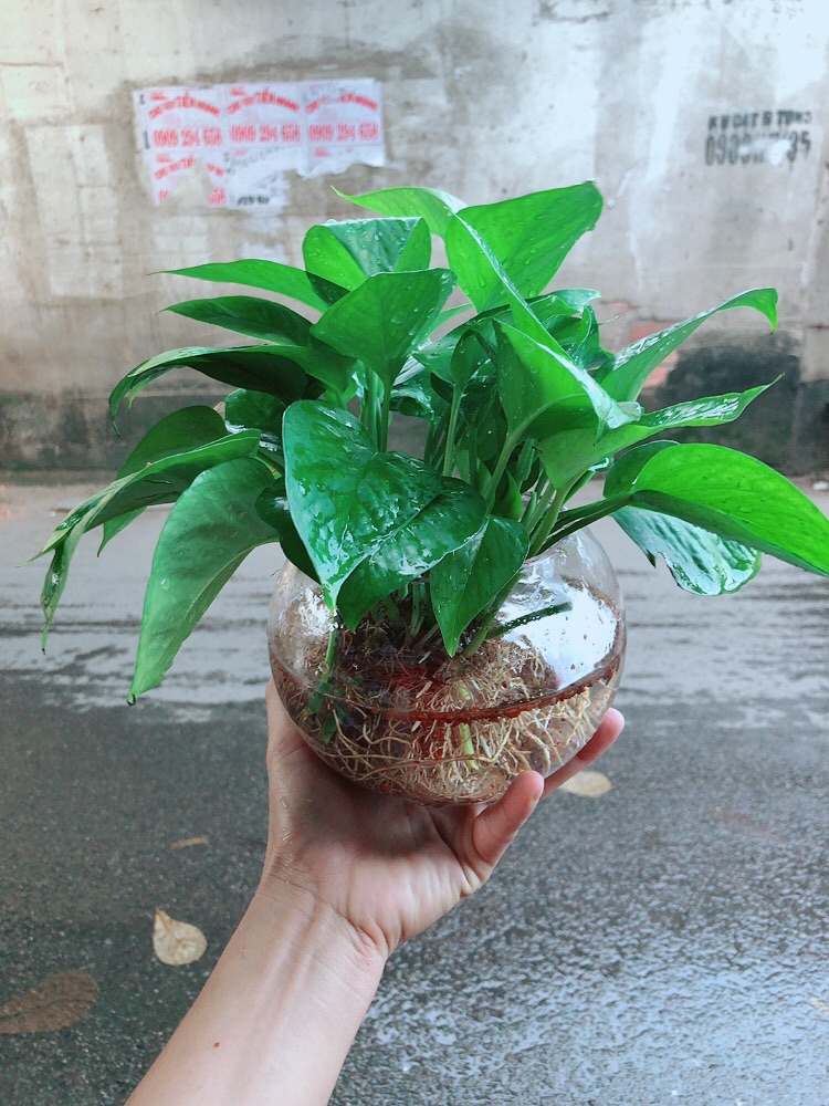 Trầu Bà Thái Thuỷ Sinh