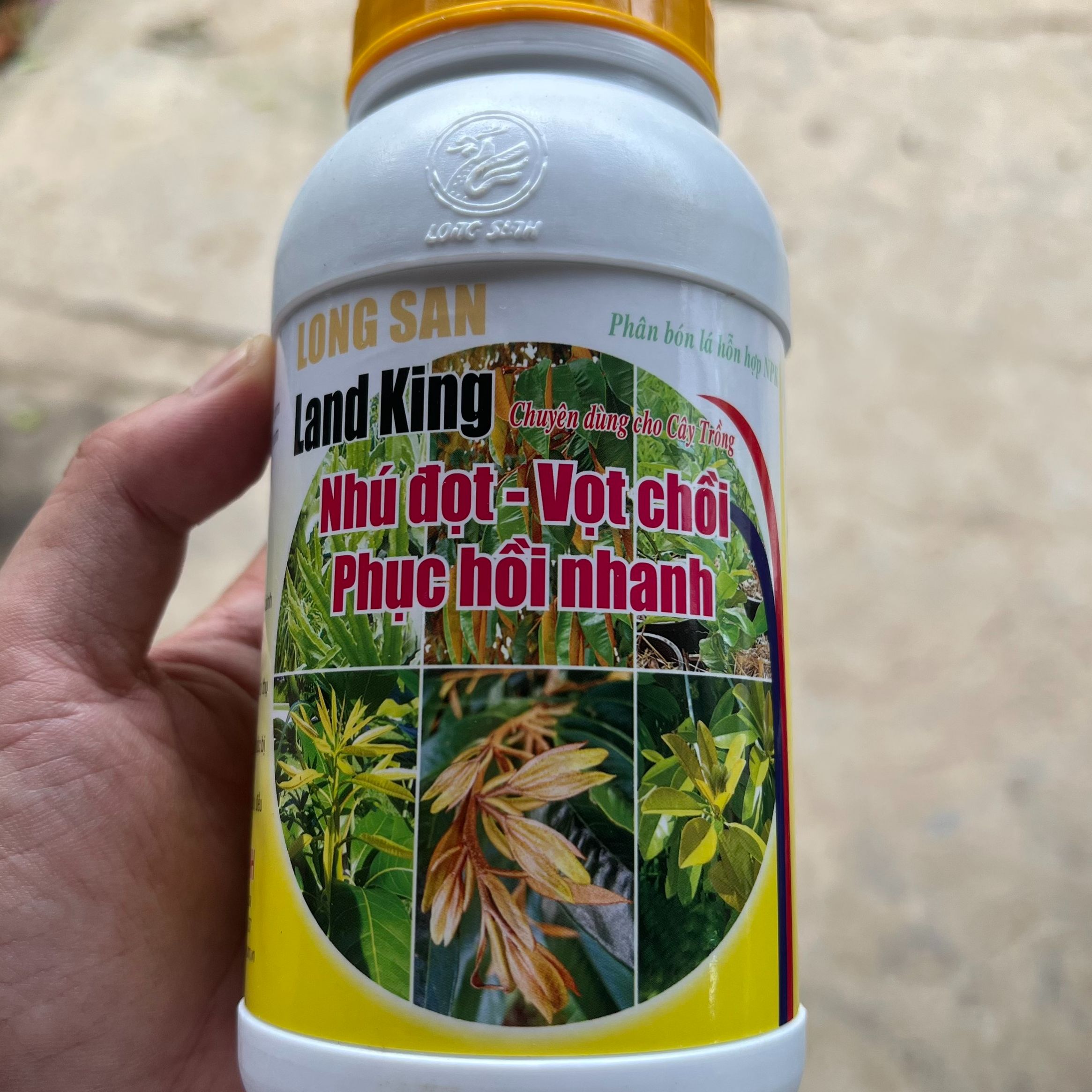 Siêu bung chồi đâm tược cứng cây tàn dù xanh cây mướt lá phục hồi cây