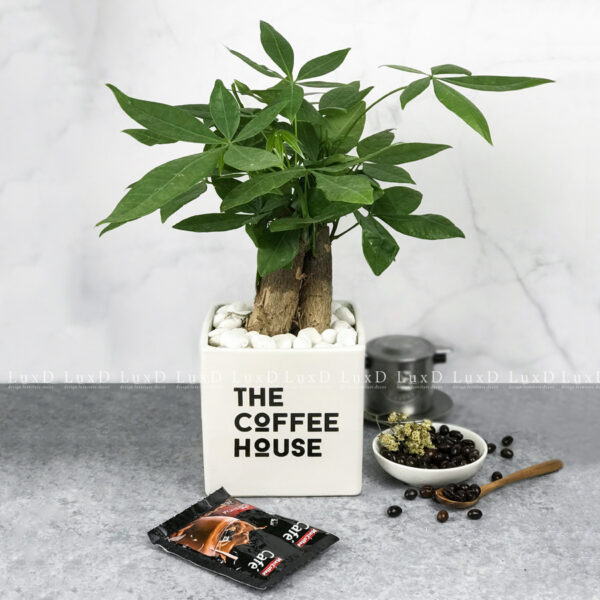 Chậu cây Kim Ngân 3 gốc in logo thương hiệu The Coffee House Liên hệ để in