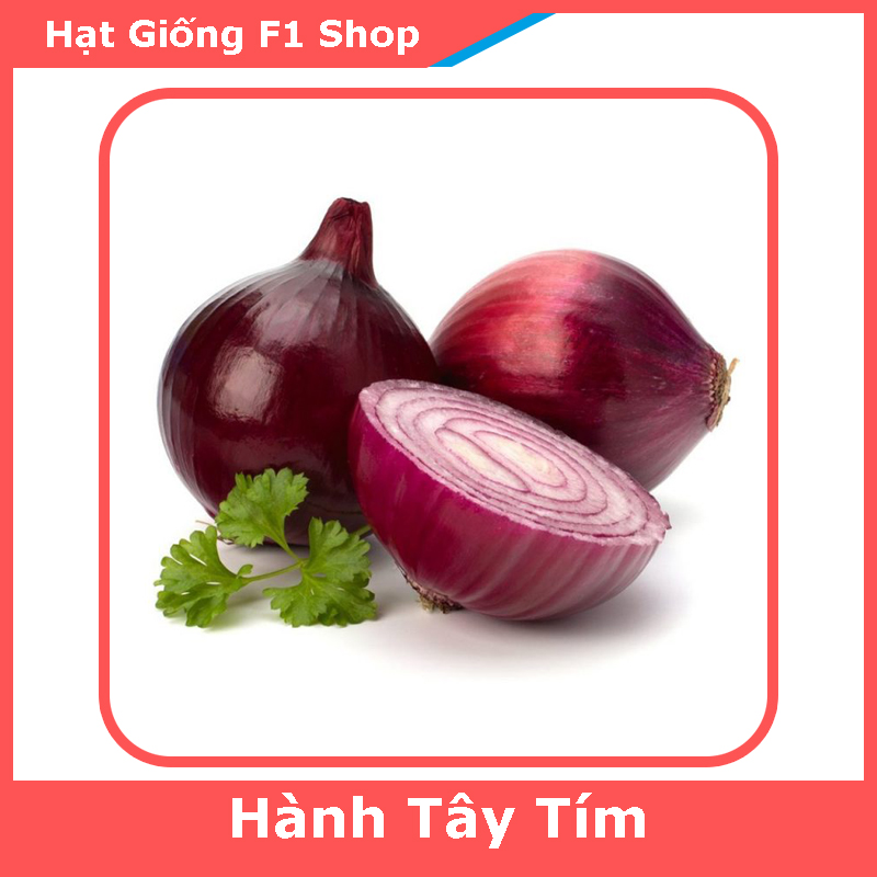 Hạt Giống Hành Tây Tím Chắc Thịt (115.F1)