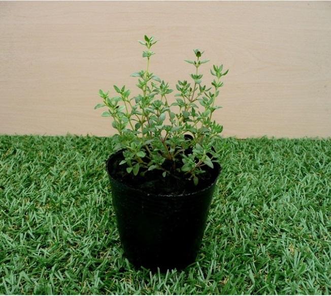 50 Hạt giống cây Xạ hương