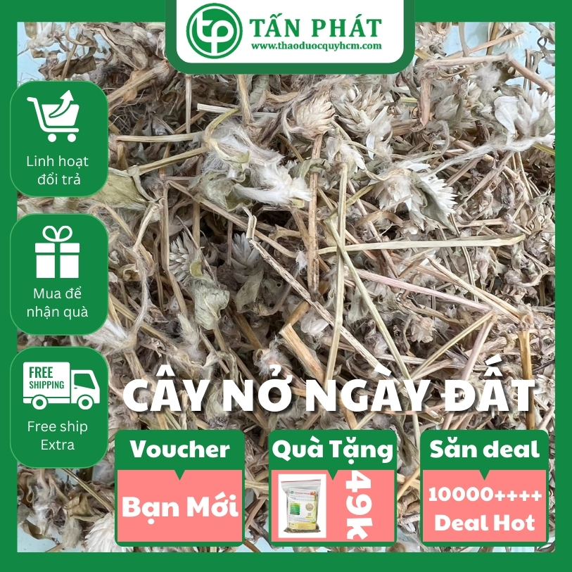 [New Product from the Company] Dried Day Blooming Plant in Large Bags, 500g - Tan Phat Herbal - Specialized for Making Tea and Infusing Water