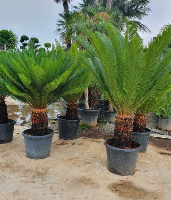 COMBO 1 Cây Vạn Tuế nhỏ