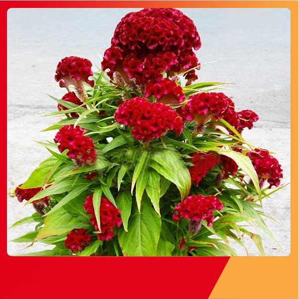 50H_HẠT GIỐNG MÀO GÀ BÚA (NẢY MẦM SIÊU CHUẨN)