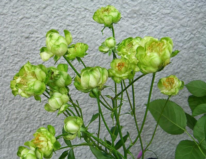 Cây Giống Hoa Hồng Xanh Lá