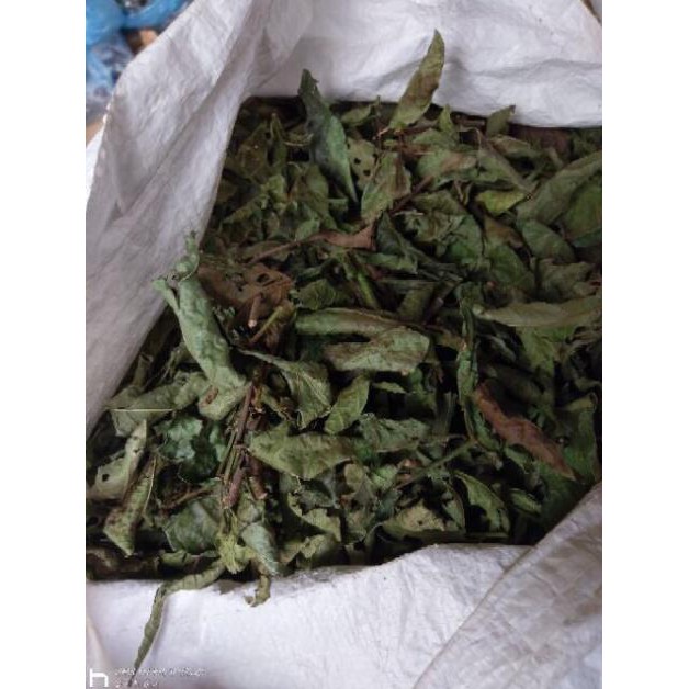 Xạ đen Hoà Bình 0.5kg (cả thân và lá)