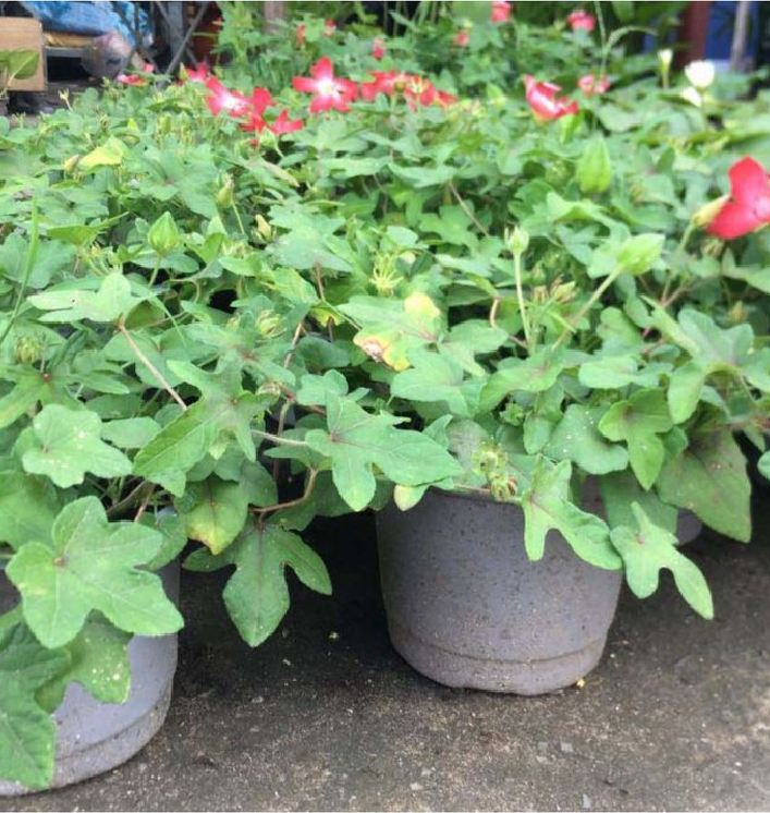 Hạt giống nhân sâm bố chính - Gói 10 hạt