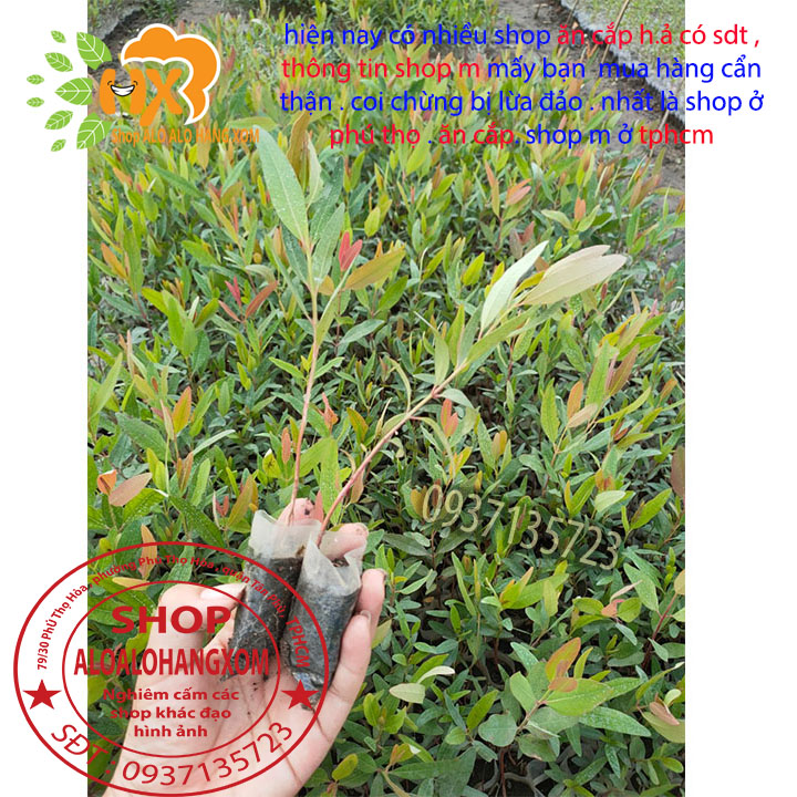 [HCM]combo 50 cây bạch đàn  cây giống