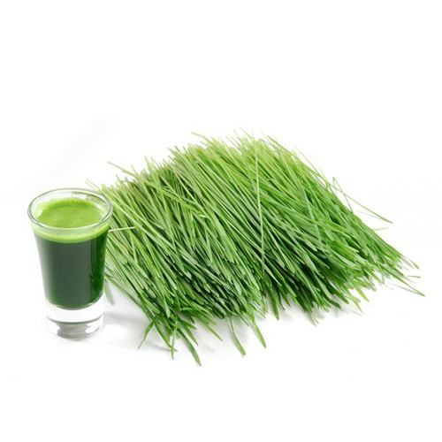 combo 5 gói Hạt giống cỏ lúa mì gói 10 gam