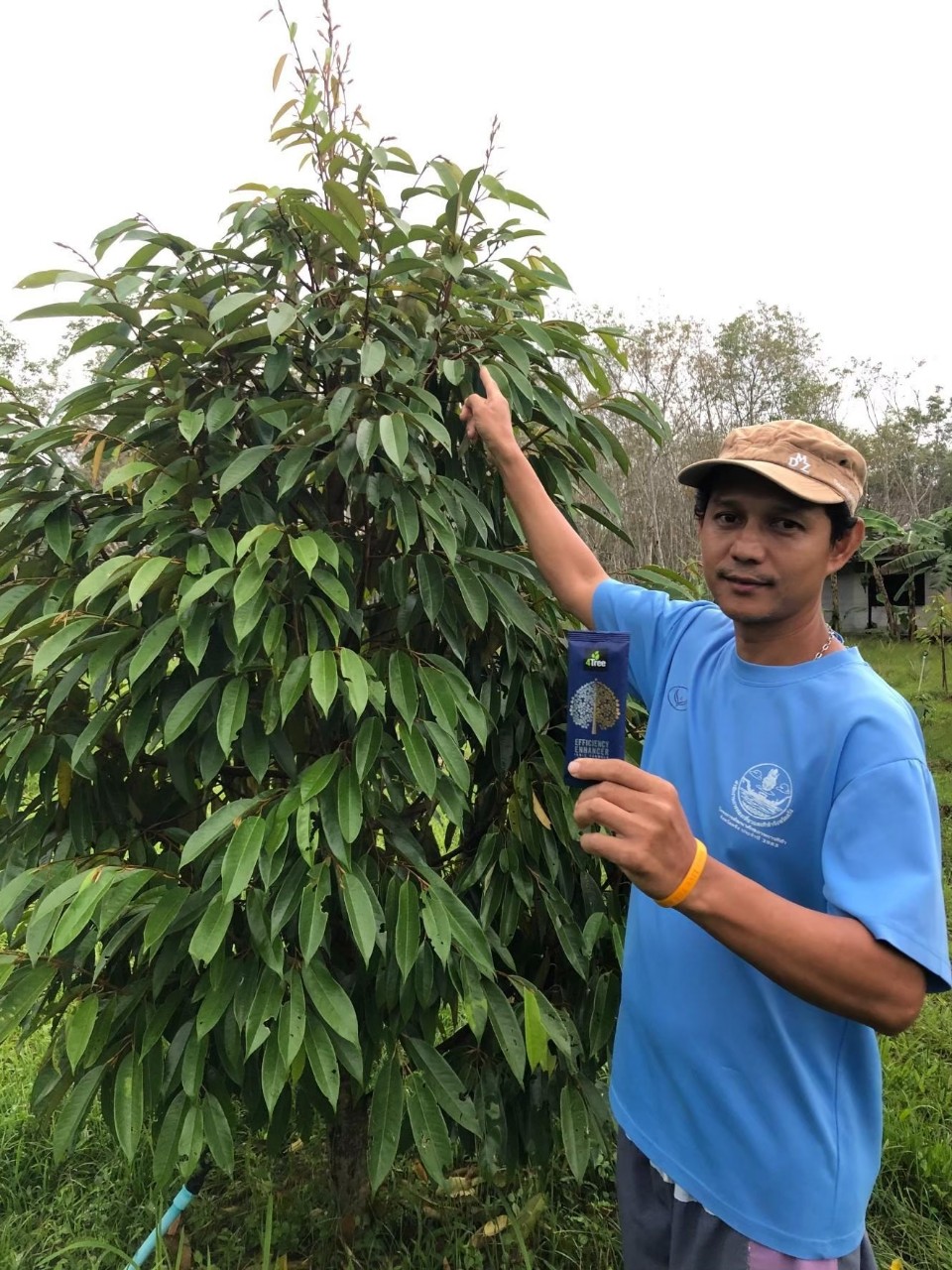 4 tree Phân Bón Hữu Cơ Cho Rau Củ Quả